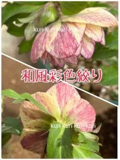 8014○種6粒クリスマスローズ 種子♀絞系フレグランス小輪♂美しい絞り