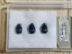 Item thumbnail for item 750fa238-af78-407b-ac1a-c202e02789bf