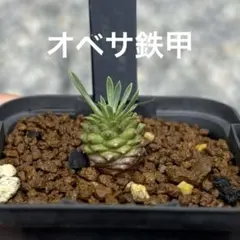 2025年最新】鉄甲丸の人気アイテム - メルカリ