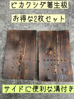 2026年最新】着生板 ビカクシダの人気アイテム - メルカリ