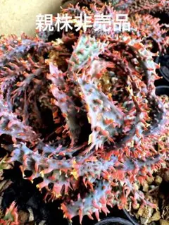 Aloe 'Lazurite' アロエハイブリッド - メルカリ