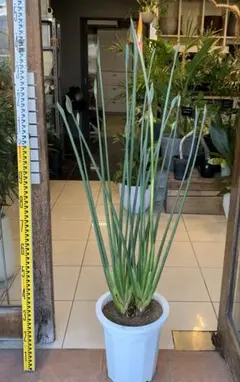 2026年最新】ストレリチア ノンリーフの人気アイテム - メルカリ