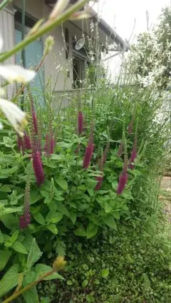 あおさま　おまとめリクエスト　３点