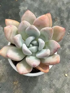 多肉植物 オパリナ 抜き苗 2株セット - メルカリ