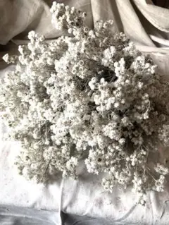 ぽみぽみ様　専用 大量2束　H カワラハハコドライフラワー130本以上