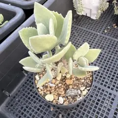 ドドシュカ様 リクエスト 2点 まとめ商品