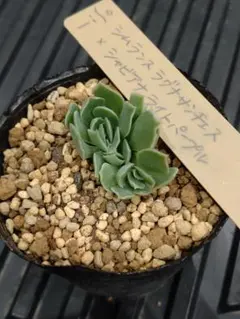 2025年最新】ミソップ苗の人気アイテム - メルカリ