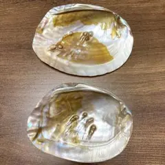 パールシェルトレー　2コ　セット