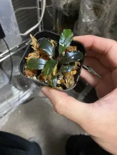 2026年最新】ブセファランドラ ゴースト2016の人気アイテム - メルカリ