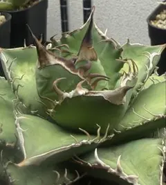 2025年最新】オテロイ 実生 子株の人気アイテム - メルカリ