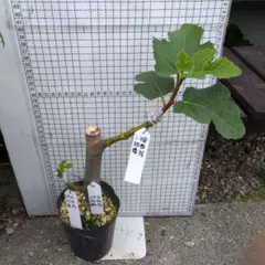 オリーブの木 レッチーノ 8号 約115cm NO.961 人気品種 現品掲載