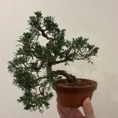 （*！様 真柏盆栽素材！ 真柏（シンパク）盆栽の販売｜盆栽妙 – 盆栽妙 本店