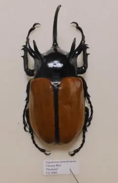 2025年最新】ゴホンヅノカブト 標本の人気アイテム - メルカリ