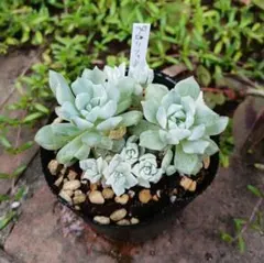 小さいプロリフェラ♡プロリフィカ 全て抜き苗！多肉植物 セダム