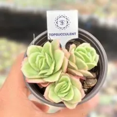 Top【選抜株】多肉植物 362408スティッキー ライス 88個 鉢無し/脱土