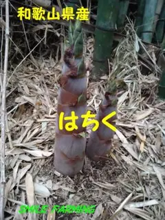 neko様リピート用！大枝産たけのこ - メルカリ