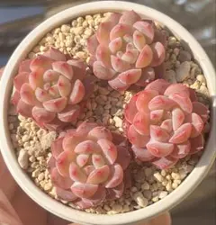 多肉植物　ウィートデュー　4苗