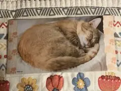 2026年最新】ファイナルドロー賞の人気アイテム - メルカリ