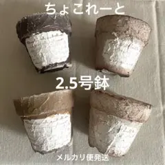 マッシュルーム リメイク鉢2.5号サイズ【ブラウン⑤】 - メルカリ