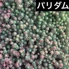 セダム属　パリダム　多肉植物　カット苗　寄せ植え　鉢植え　ガーデニング　初心者