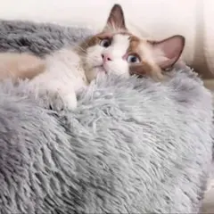 ペット用ベッド クッション 洗える ペット犬猫用マット ふわふわ グレー