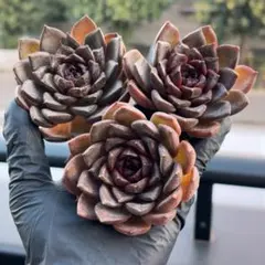 おきょん様 リクエスト 3点 まとめ商品