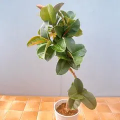 現品 フィカス ゴムの木 ソフィア 1番 観葉植物 インテリアグリーン