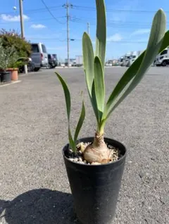 2025年最新】キルタンサス オブリクスの人気アイテム - メルカリ