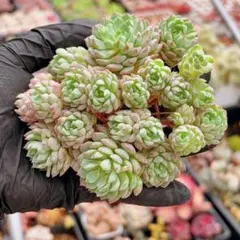 ❣️大苗♡大粒♡レッドベリー❣️現品 エケベリア 寄せ植え 多肉弁当 多肉植物 ❣️ぷりぷり♡レッドベリー❣️現品 エケベリア 寄せ植え 多肉弁当