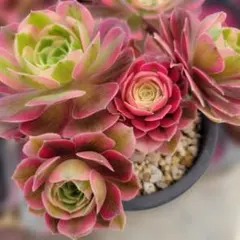 艶兎‪⿻*.出品‼️アエオニウム　抜き苗　メルカリ便 艶兎‪⿻*.出品‼️アエオニウム 抜き苗 メルカリ便 多肉植物‬