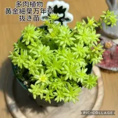 2026年最新】黄金細葉万年草の人気アイテム - メルカリ