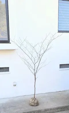 唯一。。山採りシロモジ。 唯一。。山採りシロモジ。 - メルカリ