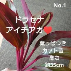 2026年最新】赤ドラセナの人気アイテム - メルカリ