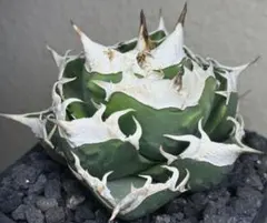 2025年最新】ブルーダイヤモンド アガベの人気アイテム - メルカリ