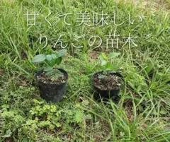 user_303446c0様 リクエスト 2点 まとめ商品