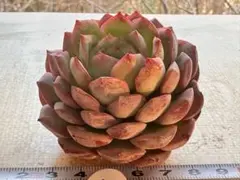 ハ*ル様 2850新入荷　エメラルドワルツ　エケベリア　多肉植物　撮影2月18日