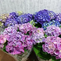 育成用株】 アジサイ 5寸10鉢 ミックスアソート 紫陽花 - メルカリ