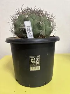 Gymnocalycium saglionis 新天地6号鉢植えのサムネイル