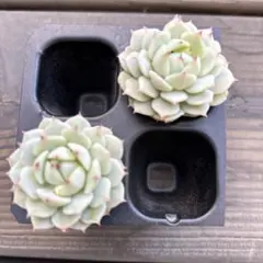 多肉植物　エケベリア　韓国苗　静夜2苗　抜き苗セット