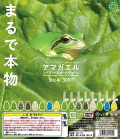 アマガエル　ボールチェーン　3種