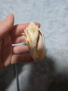 貝殻約6.5cm