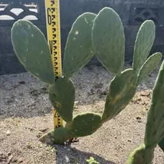 トコちゃん様 リクエスト 2点 まとめ商品