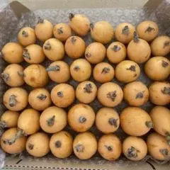 枇杷　びわ　ビワ　約１.１Kg 農薬不使用のサムネイル