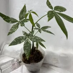 Adansonia za Variegated 斑入り 観葉植物 - メルカリ