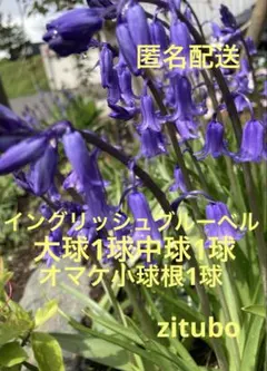2026年最新】イングリッシュブルーベル 横山園芸の人気アイテム - メルカリ