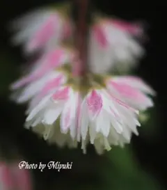 うめこ様 リクエスト 2点 まとめ商品