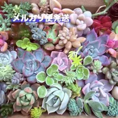 多肉植物　カット苗　詰め合わせ　寄せ植え　カラフル　⑥