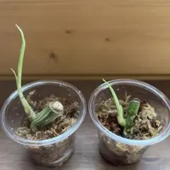 モンステラ　ボルシギアナ　ホワイトタイガー 茎伏せ　2株セット①のサムネイル