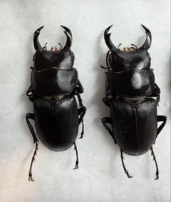 2026年最新】クワガタの人気アイテム - メルカリ