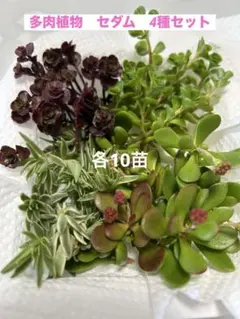 多肉植物　セダム4種セット